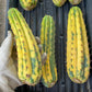 Thick Cactus for Grafting Purposes | Imported | #4~6