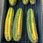 Thick Cactus for Grafting Purposes | Imported | #7~9