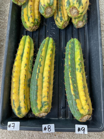 Thick Cactus for Grafting Purposes | Imported | #7~9