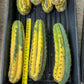 Thick Cactus for Grafting Purposes | Imported | #7~9