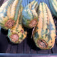 Imported Cactus for Grafting Purposes #1~3