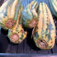 Thick Cactus for Grafting Purposes | Imported | #4~6