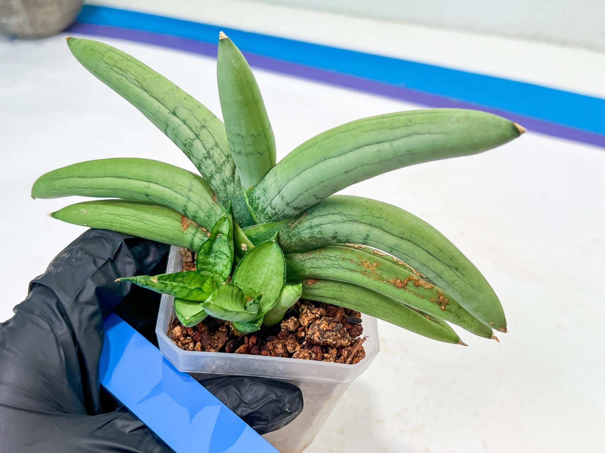 Sansevieria Boncel Platinum (#A5) | Imported Snake Plants