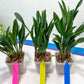 sansevieria Sudwala (#A5) | Imported Snake plant