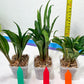 sansevieria Sudwala (#A5) | Imported Snake plant