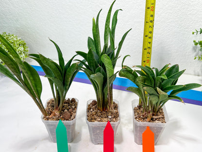 sansevieria Sudwala (#A5) | Imported Snake plant