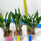 sansevieria Sudwala (#A5) | Imported Snake plant