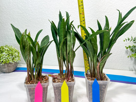 sansevieria Sudwala (#A5) | Imported Snake plant
