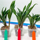 sansevieria Sudwala (#A5) | Imported Snake plant