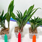 sansevieria Sudwala (#A5) | Imported Snake plant