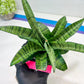 Sansevieria Spyder x Riyad | Brighten your day with a unique plant find!