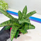 Sansevieria Spyder x Riyad | Brighten your day with a unique plant find!