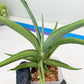 Sansevieria Swan Dancer XL | Imported Plants | Rare Hybrid Species