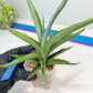 Sansevieria Swan Dancer XL | Imported Plants | Rare Hybrid Species