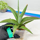 Sansevieria Lanta XL | Imported Plants | Rare Hybrid Species