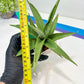 Sansevieria Lanta XL | Imported Plants | Rare Hybrid Species