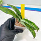Sansevieria Cleopatra (H20) | Select Your Unique Exotic Plant