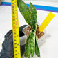 Sansevieria Cleopatra (H20) | Select Your Unique Exotic Plant