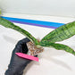 Sansevieria Cleopatra (H20) | Select Your Unique Exotic Plant