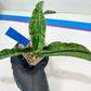 Sansevieria Cleopatra (H20) | Select Your Unique Exotic Plant
