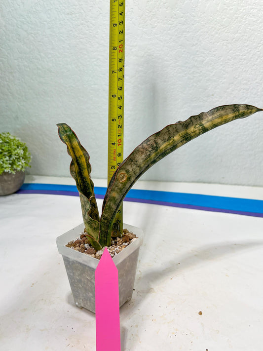 Sansevieria Kirkii Coppertone Variegated | Uncover a Rare and Unusual Plant (4~6)
