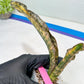 Sansevieria Kirkii Coppertone Variegated | Uncover a Rare and Unusual Plant (4~6)