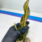 Sansevieria Kirkii Coppertone Variegated | Uncover a Rare and Unusual Plant (4~6)