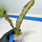Sansevieria Kirkii Coppertone Variegated Two Leaf | 2.5" Planter