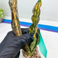 Sansevieria Kirkii Coppertone Variegated Two Leaf | 2.5" Planter