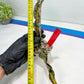 Sansevieria Kirkii Coppertone Variegated | Very Rare Import | 2" Planter