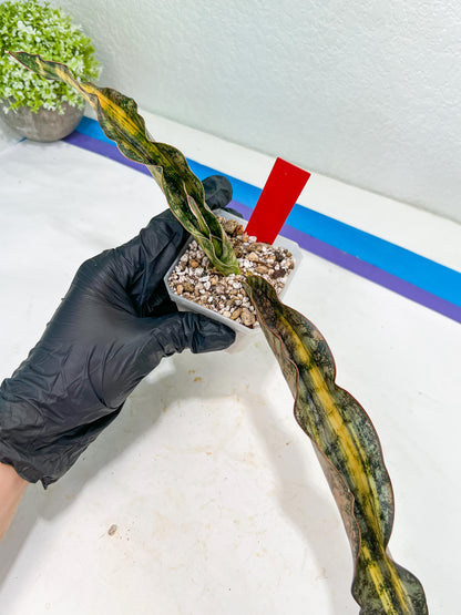 Sansevieria Kirkii Coppertone Variegated | R