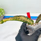 Sansevieria Kirkii Coppertone Variegated | Very Rare Import | 2" Planter