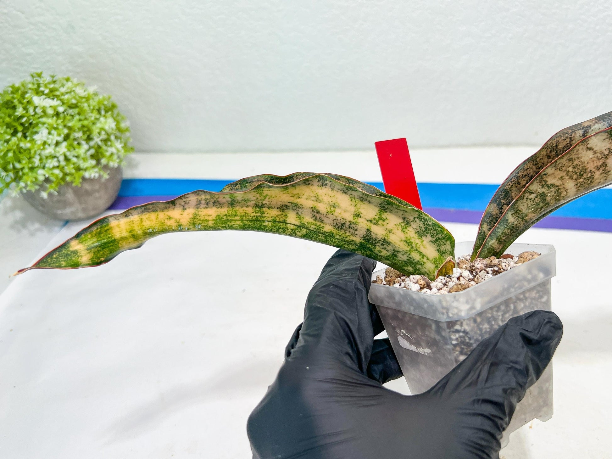 Sansevieria Kirkii Coppertone Variegated | Very Rare Import | 2" Planter