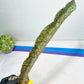 Sansevieria Kirkii Pepito | Imported Snake Plants
