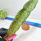 Sansevieria Kirkii Pepito | Imported Snake Plants