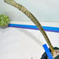 Sansevieria Kirkii Pepito (#R6~8) | Very Rare Import Snake Plants