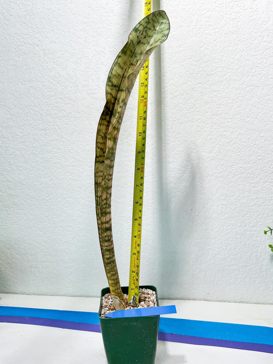 Sansevieria Kirkii Pepito (#R6~8) | Very Rare Import Snake Plants