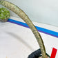 Sansevieria Kirkii Pepito (#R-O) | Very Rare Import Snake Plants
