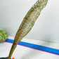 Sansevieria Kirkii Pepito (#R-O) | Very Rare Import Snake Plants