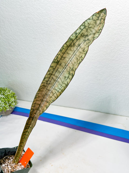 Sansevieria Kirkii Pepito (#R-O) | Very Rare Import Snake Plants
