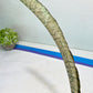 Sansevieria Kirkii Pepito (#R-O) | Very Rare Import Snake Plants