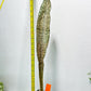 Sansevieria Kirkii Pepito (#R-O) | Very Rare Import Snake Plants