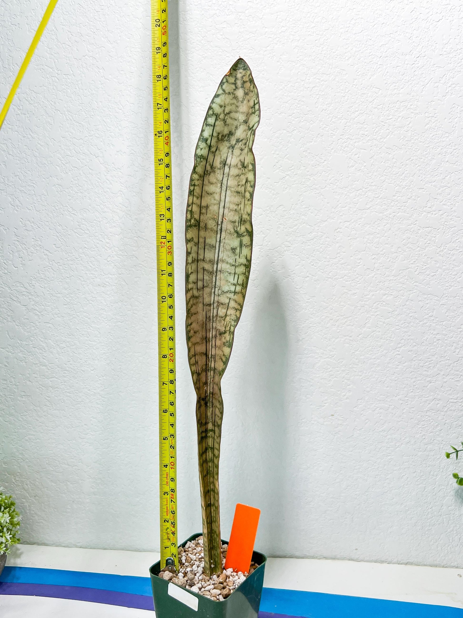 Sansevieria Kirkii Pepito (#R-O) | Very Rare Import Snake Plants