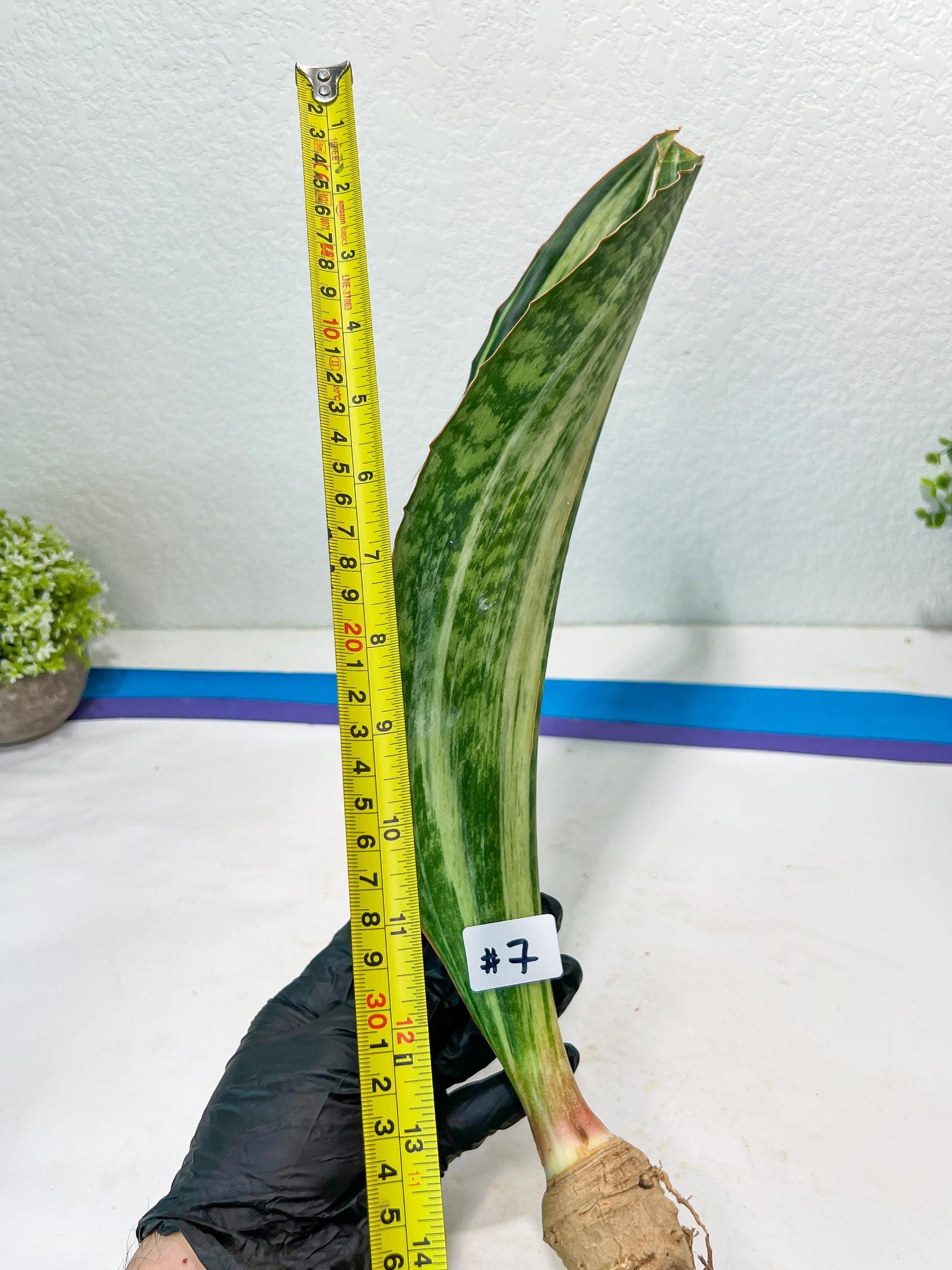 Sansevieria Masoniana BRUDA (#7) | Hybrid of Masoniana Var x Eliptica Var