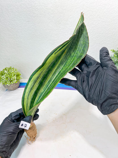 Sansevieria Masoniana BRUDA (#7) | Hybrid of Masoniana Var x Eliptica Var