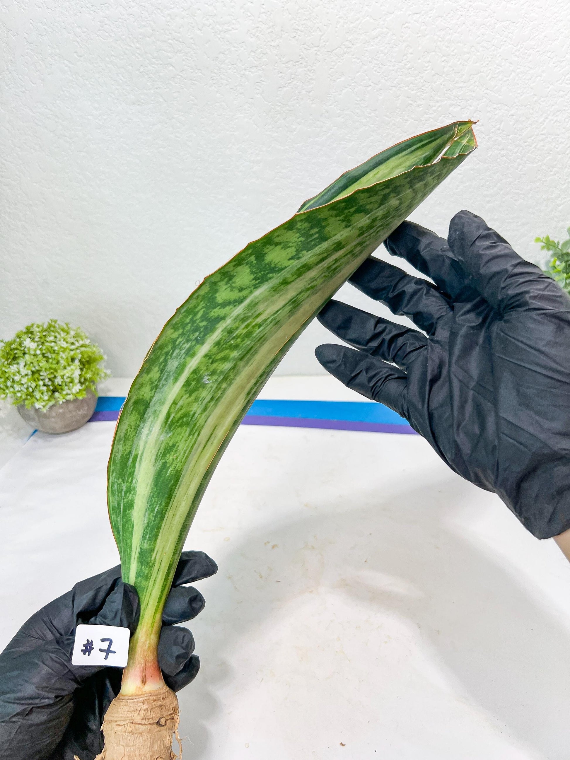 Sansevieria Masoniana BRUDA (#7) | Hybrid of Masoniana Var x Eliptica Var