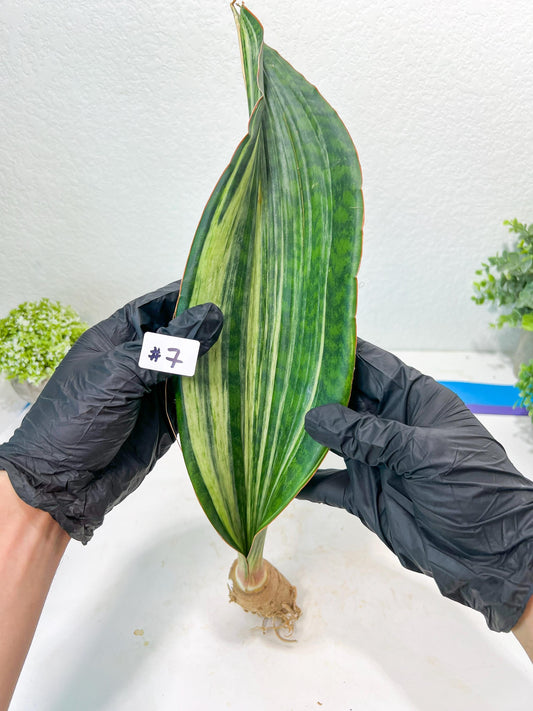 Sansevieria Masoniana BRUDA (#7) | Hybrid of Masoniana Var x Eliptica Var