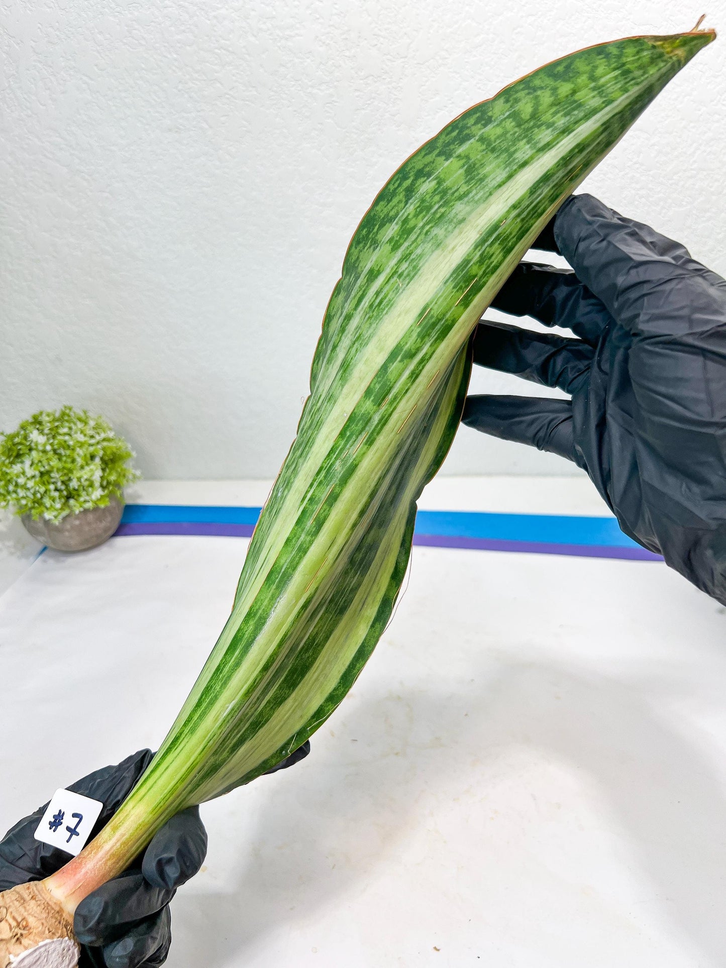 Sansevieria Masoniana BRUDA (#7) | Hybrid of Masoniana Var x Eliptica Var
