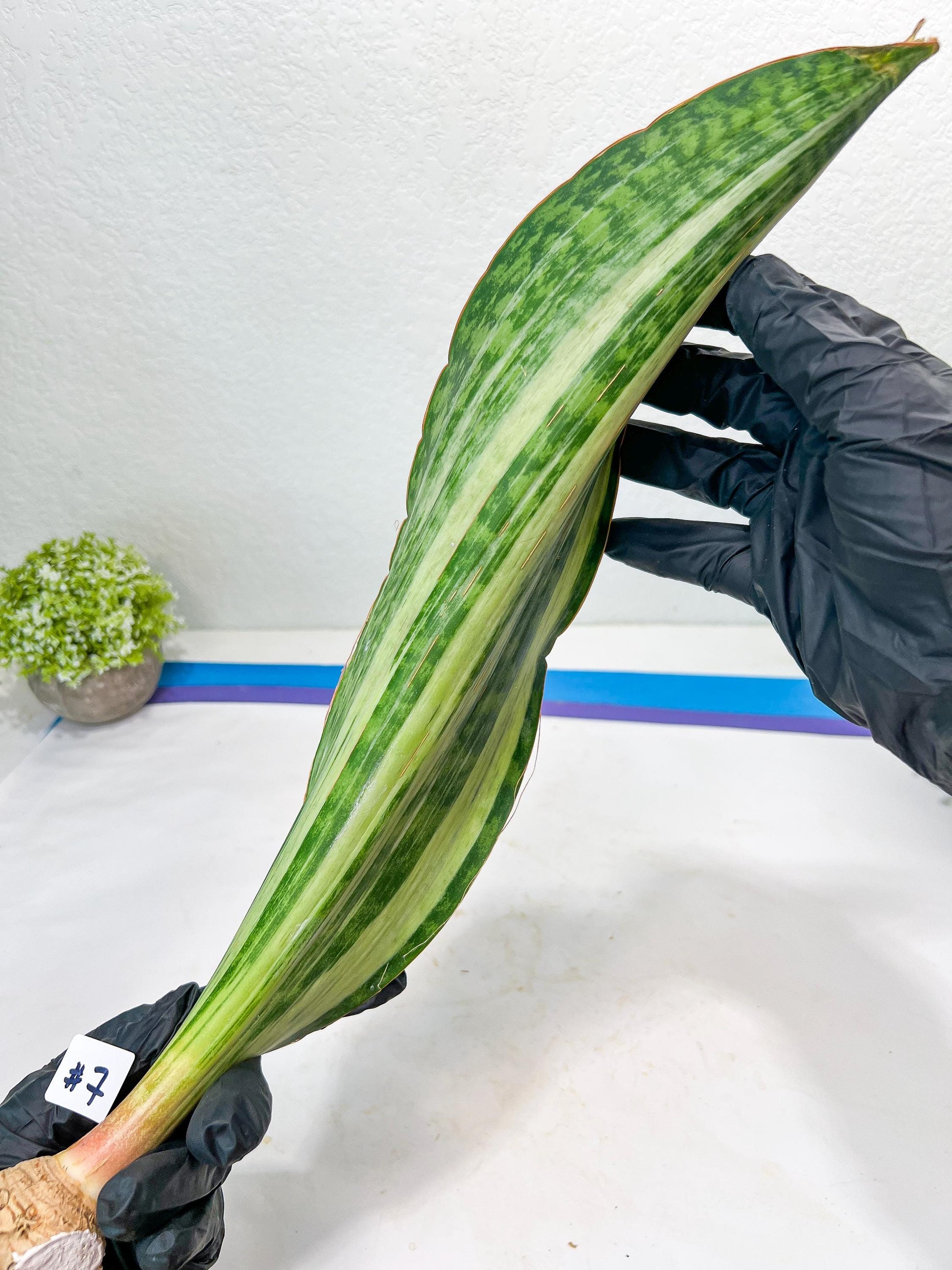 Sansevieria Masoniana BRUDA (#7) | Hybrid of Masoniana Var x Eliptica Var