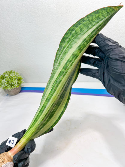 Sansevieria Masoniana BRUDA (#7) | Hybrid of Masoniana Var x Eliptica Var